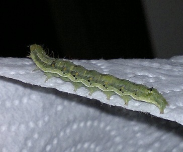 identificazione bruco